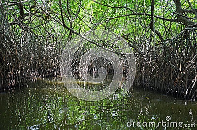 Inside the tropical mangrove forest , Madu river Stock Photo