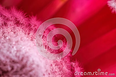 Inside view of a glorious colorful hot pink flower protea goddess with a background Stock Photo