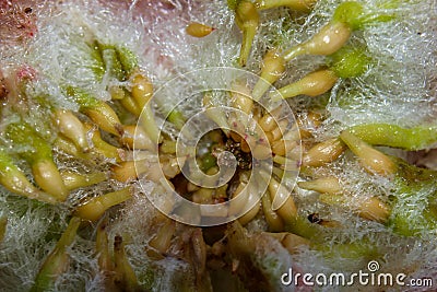 Inside a Wool-Sower Gall Callirhytis seminator Stock Photo