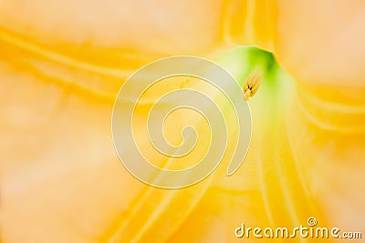 Inside a yellow Brugmansia Sanguinea or angel's Trumpet, creating an abstract floral image Stock Photo