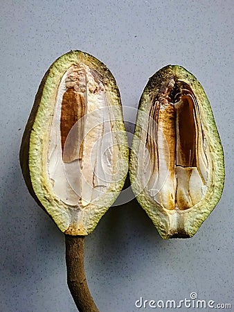 The inside of a young Mahogany fruit contains layers of membranes and no seeds yet. Stock Photo