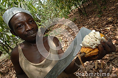 Inspecting Cocoa Editorial Stock Photo