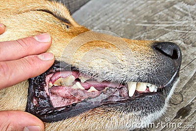 Inspecting Dog teeth Stock Photo