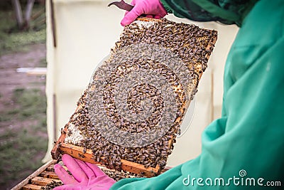 Inspection of bee families on apiary in spring Beekeeping concept. Soft focus Stock Photo