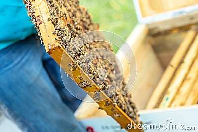 Inspection of bee families on apiary in spring Beekeeping concept. Soft focus Stock Photo
