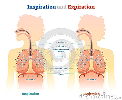 Inspiration and Expiration anatomical vector illustration diagram, educational medical scheme Vector Illustration