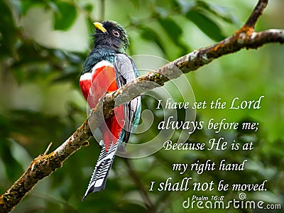 Beautiful peaceful Psalm quotation with a tropical bird in the rainforest. Stock Photo