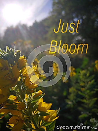 Inspirational motivation quote JUST BLOOM on nature background, Yellow flowers in sunlight, summer Stock Photo