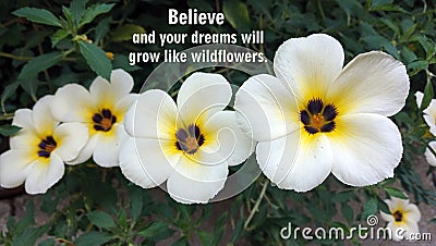Inspirational motivational quote - Believe and your dreams will grow like wildflowers. With nature beauty wildflowers background. Stock Photo