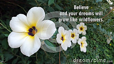 Inspirational motivational quote - Believe and your dreams will grow like wildflowers. With nature beauty background of beautiful Stock Photo