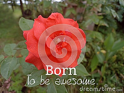 Inspirational motivational quote - Born to be awesome. With dark orange rose blooming in the garden. Stock Photo