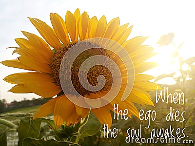 Inspirational motivational quote - When the ego dies, the soul awakes. With background of morning sunlight over sunflower garden. Stock Photo