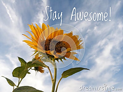 Inspirational motivational quote - stay awesome. With beautiful sunflowers blossom on white clouds and bright blue sky background Stock Photo
