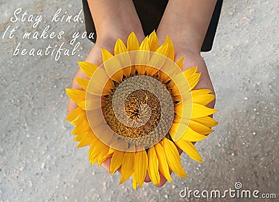 Inspirational motivational quote - Stay kind. It makes you beautiful. With background of sunflower blossom in open hands. Stock Photo