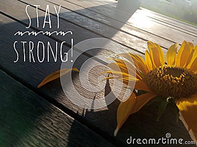 Inspirational motivational quote - Stay strong. With a sunflower blossom and its petals on wooden table and the light shadow. Stock Photo