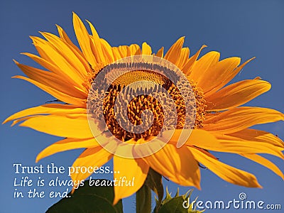 Inspirational motivational quote- Trust the process. Life is always beautiful in the end. With beautiful big & single sunflower Stock Photo