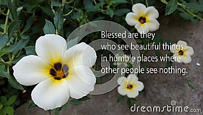 Inspirational quote - blessed are they who see beautiful things in humble places where other people see nothing. Stock Photo