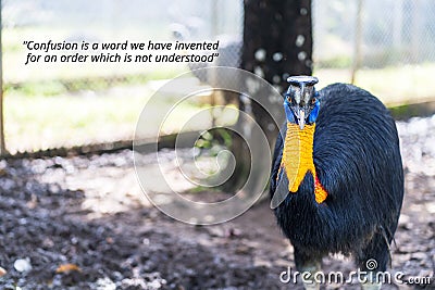 inspirational quote about - Confusion is a word we have invented for an order which is not understood. With a bird roaming around Stock Photo