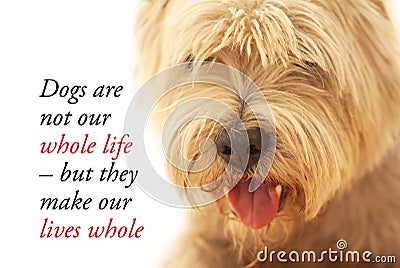 Inspirational quote about dogs and humans saying - Dogs are not our whole life, but they make our lives whole. With cute West High Stock Photo