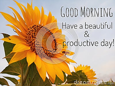 Inspirational quote - good morning. Have a beautiful and productive day. With background of blue sky, beautiful big sunflower Stock Photo