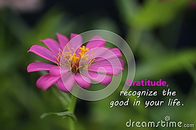 Inspirational quote - Gratitude, recognize the good in your life. With beautiful zinnia flower blossom closeup. Words of wisdom Stock Photo