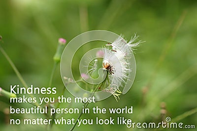 Inspirational words - Kindness makes you the most beautiful person in the world, no matter what you look like. Stock Photo