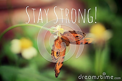 Inspirational quote - Stay strong. With a beautiful orange butterfly hanging on small grass flower. Cartoon Illustration