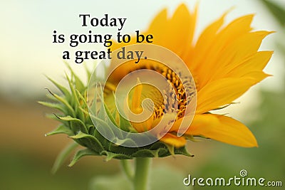 Inspirational quote - Today is going to be a great day. With young sunflower in bloom in the garden closeup. Self affirmation. Stock Photo