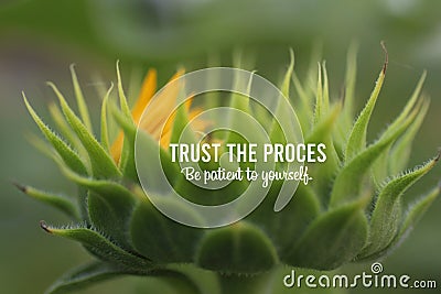 Inspirational quote - Trust the process. Be patient to yourself. With Big young sunflower head petals closeup ready to bloom. Stock Photo