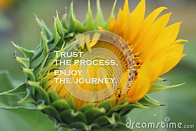 Inspirational quote - Trust the process. Enjoy the journey. With beautiful big sunflower in bloom in the garden closeup on blurry Stock Photo