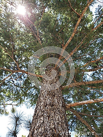 Inspirational view of the forest Stock Photo