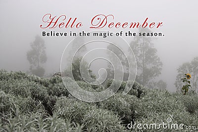 Inspirational words - Hello December. Believe in the magic of the season. With edelweiss garden and the trees background. Stock Photo