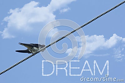 Inspiring Sparrow Dream Stock Photo