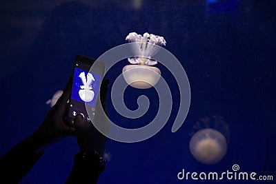 Instagram photographer blogging workshop concept, silhouette of hands holding a phone and taking a photo of fantastic jellyfish in Stock Photo