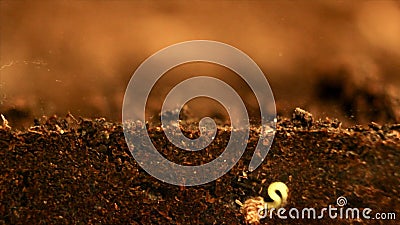 Installatie het Groeien Zaad het groeien van grond Ondergronds en overground mening stock footage Installatie het Groeien Zaad het groeien van grond Ondergronds en overground mening stock footage
