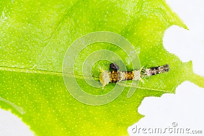 Instar caterpillar of common mormon butterfly Stock Photo