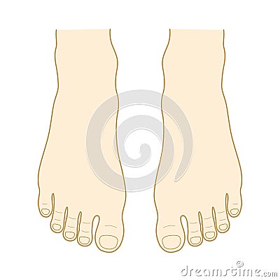 Instep and toe Vector Illustration