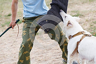 The instructor conducts the lesson with the white Swiss shepherd dog Stock Photo