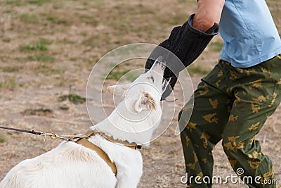 The instructor conducts the lesson with the white Swiss shepherd dog Stock Photo