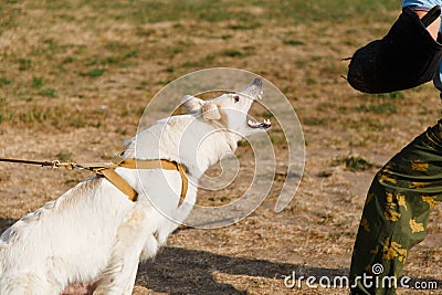 The instructor conducts the lesson with the white Swiss shepherd dog Stock Photo