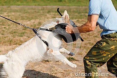 The instructor conducts the lesson with the white Swiss shepherd dog Stock Photo