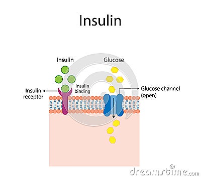 Insulin mechanism of action, regulates glucose metabolism and glucose blood level. Vector Illustration