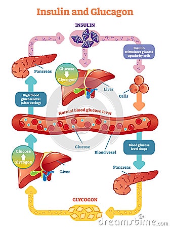 Insulin and glucagon vector illustration diagram. Educational medical information. Vector Illustration
