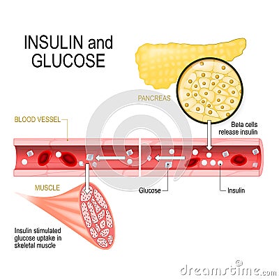 Insulin in pancreas and glucose in muscle Vector Illustration