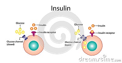 Insulin mechanism of action, regulates glucose metabolism and glucose blood level. Vector Illustration