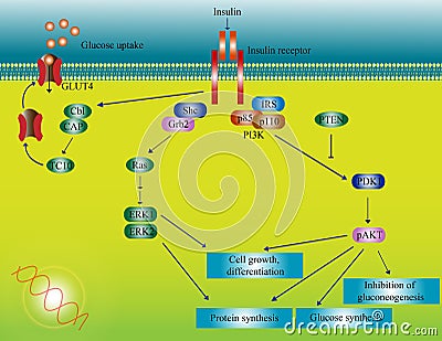 Insulin molecular pathway Stock Photo