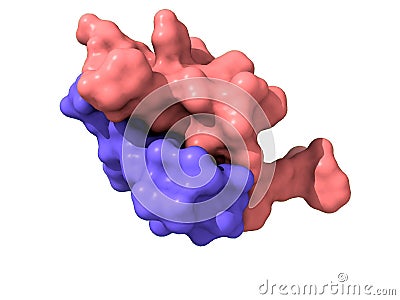 A 3D-model of the bovine insulin chains A and B Stock Photo