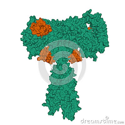 Structure of full-length insulin receptor green bound to four insulin molecules brown Stock Photo