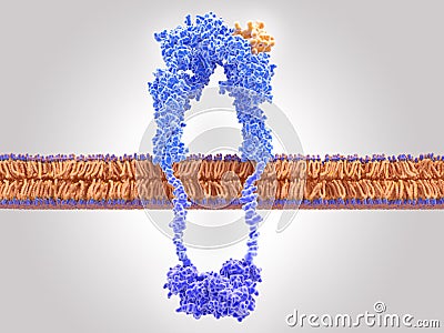 Insulin receptor activated by insulin binding Stock Photo