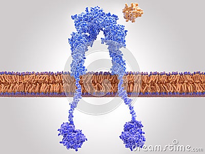 Insulin receptor inactivated, insulin close to the binding site Stock Photo
